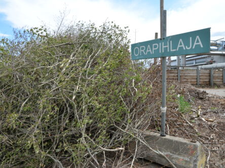 Orapihlaja
