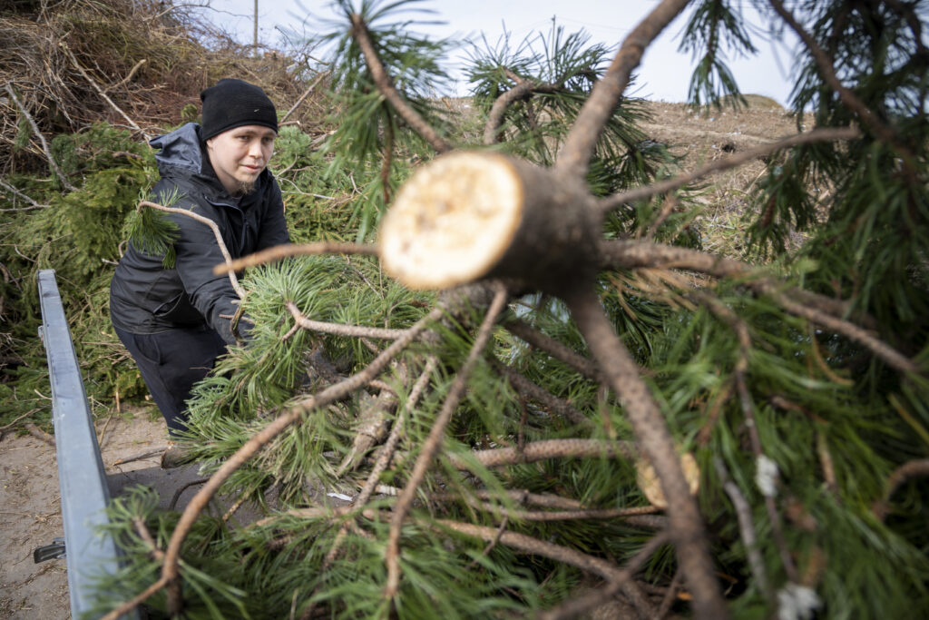 Nuori mies nostaa luonnonpuita peräkärrystään jätekeskuksella