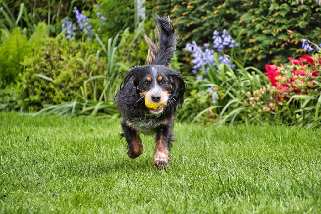 Koira juoksee pallo suussa nurmikolla