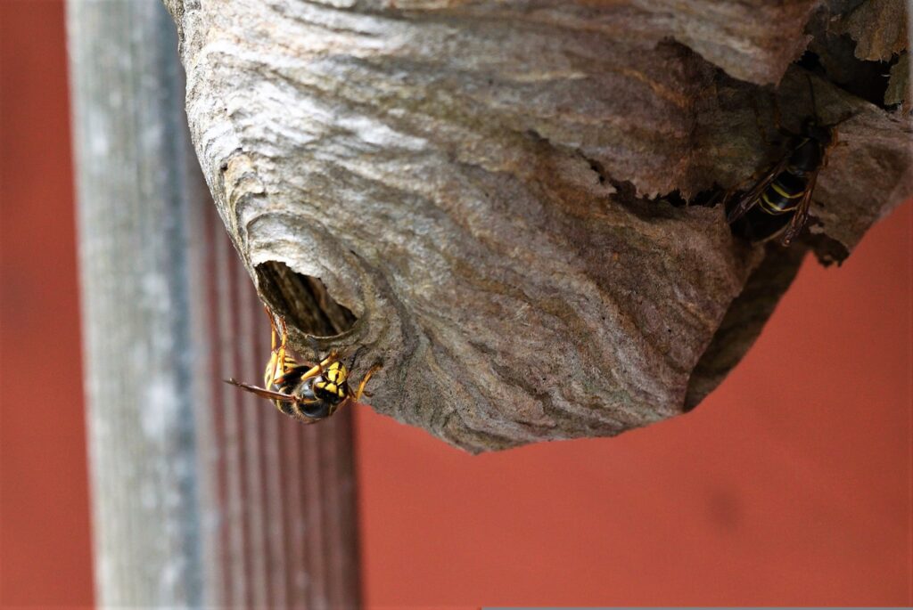 Ampiaispesä roikkuu katosta, pesän pinnalla näkyy kaksi ampiaiasta.