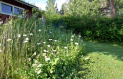 Osa nurmikosta on jätetty leikkaamatta. Tuolla alueella kukkii päivänkakkaroita.