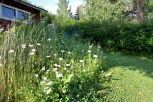 Osa nurmikosta on jätetty leikkaamatta. Tuolla alueella kukkii päivänkakkaroita.