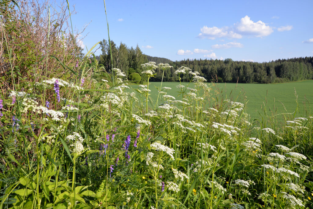 Edessä vapaasti kasvavia luonnonkukkia ja taustalla peltomaisema. Takana näkyy metsää, ollaan maaseudulla.