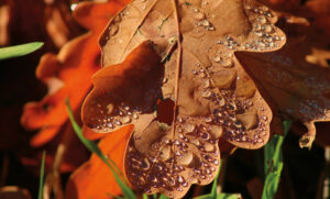 Syksyisellä lehdellä näkyy kauniisti vesipisaroita, taustalla on lisää oransseja syksylehtiä.