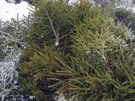 Ulkona kasassa on joulukuusia päällekkäin, taustalla näkyy metsää.