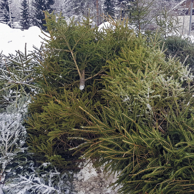 Ulkona kasassa on joulukuusia päällekkäin, taustalla näkyy metsää.