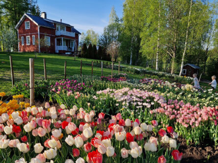 Punaisen kaksikerroksisen omakotitalon pihassa kasvaa satoja tulppaaneja. Kaksi lasta kirmaa kukkakedon laidalla.