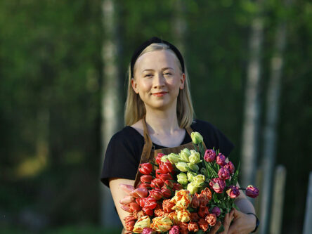 Naisella on sylissään valtava kumppu tulppaaneja. Hän seisoo kukkakedon keskellä.