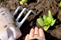 Multaa tiivistetään taimen ympäriltä istutusvaiheessa.