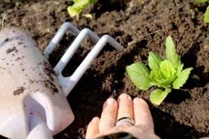 Multaa tiivistetään taimen ympäriltä istutusvaiheessa.