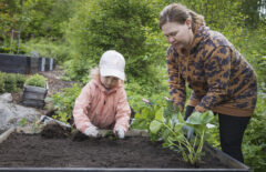 Nainen ja lapsi istuttavat taimia kukkapenkkiin. Taustalla näkyy vehreä puutarha.