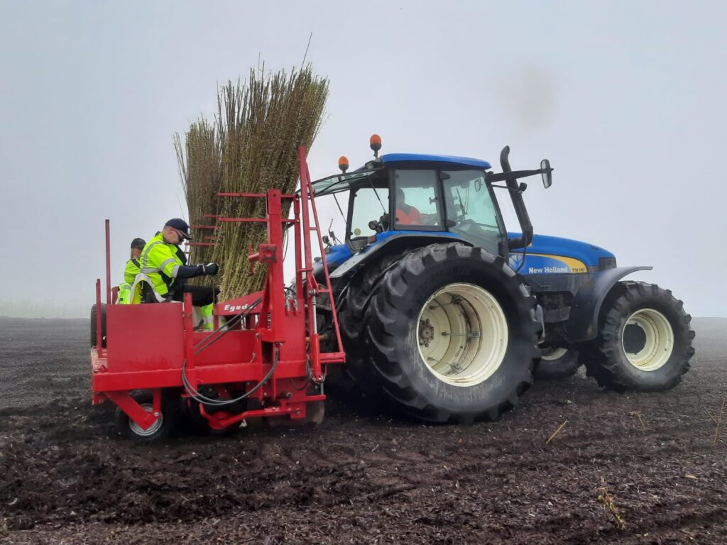 Kaksi työntekijää istuu istutuslaitteen päällä. Heidän edessään on pitkiä pajuja. Sininen traktori vetää istutuslaitetta perässään.