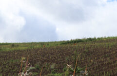 Pajujen kasvatusaluetta. Kaksi peuraa juoksee keväällä istutettujen pajujen yli.