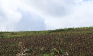 Pajujen kasvatusaluetta. Kaksi peuraa juoksee keväällä istutettujen pajujen yli.