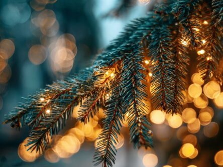 Etualalla näkyy kuusen oksaa ja takana kauniita valoja.