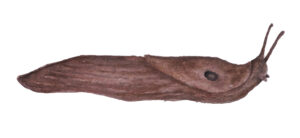 Piirroskuvassa on ruskea iso etana.