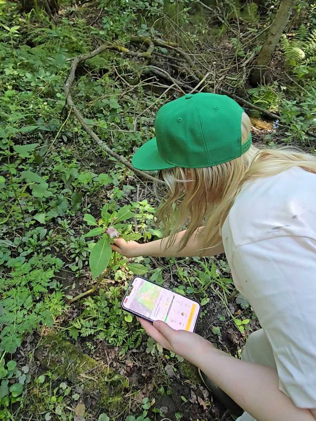 Vihreä lippalakki päässä oleva nuori repii maastosta jotain kasvia. Kädessään hänellä on puhelin.