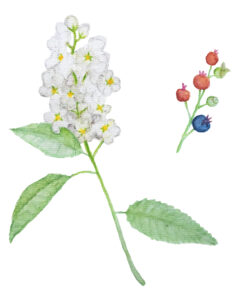 Piirrroskuvassa on valkoinen kukka ja vieressä oksa, jossa marjoja.