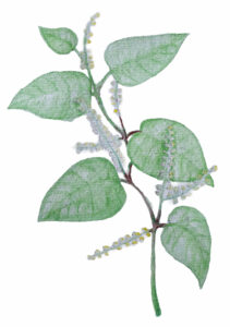 Piirroskuvassa on jokin valkoinen kukka, jossa isoja vihreitä lehtiä.