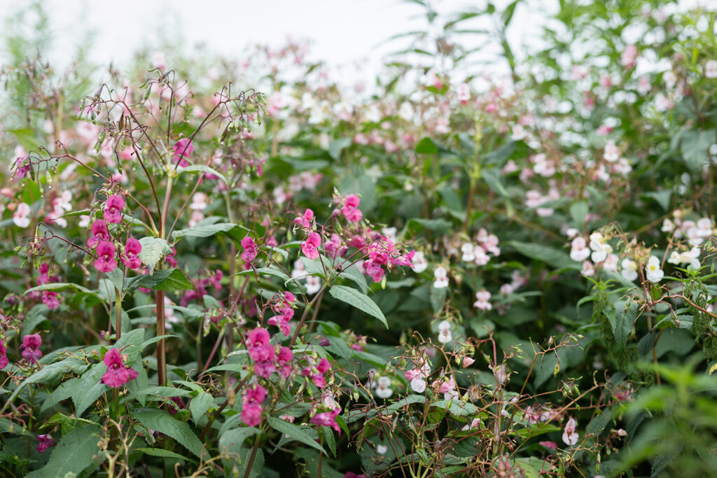 Kuvassa näkyy pitkää pinkkiä kasvia ja taivasta.