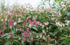 Kuvassa näkyy pitkää pinkkiä kasvia ja taivasta.