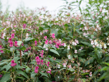 Kuvassa näkyy pitkää pinkkiä kasvia ja taivasta.