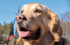 Koira katsoo kieli pitkällä jonnekin kaukaisuuteen. On kevät ja sininen taivas.