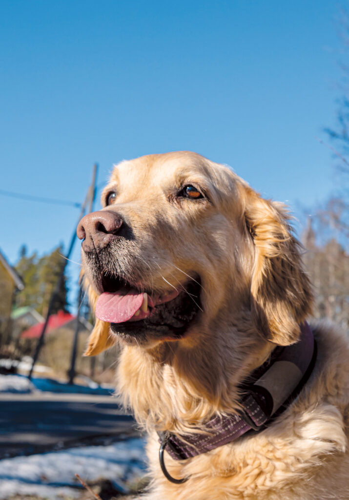 Koira katsoo kieli pitkällä jonnekin kaukaisuuteen. On kevät ja sininen taivas.