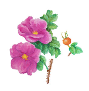Piirroskuvassa on pinkki ruusun näköinen kukka ja vieressä oreanssi marja.