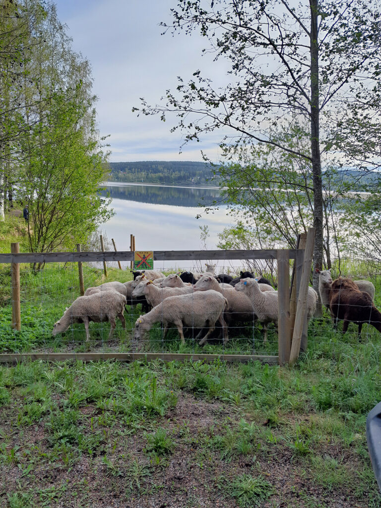 Lampaita näkyy laiduntamassa aidan takana. Kauempana näkyy järveä.
