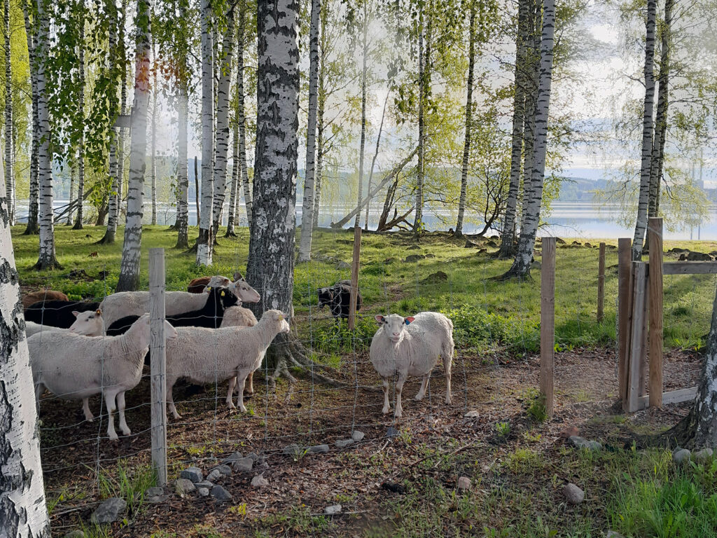 Lampaita näkyy laiduntamassa aidan takana. Kauempana näkyy järveä.