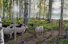 Lampaita näkyy laiduntamassa aidan takana. Kauempana näkyy järveä.