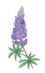 Piirroskuvassa on vioeletti kukka.