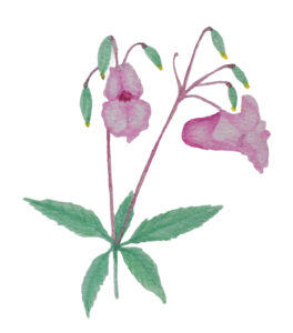 Piirroskuvassa on pitkän näköinen pinkki kukka.