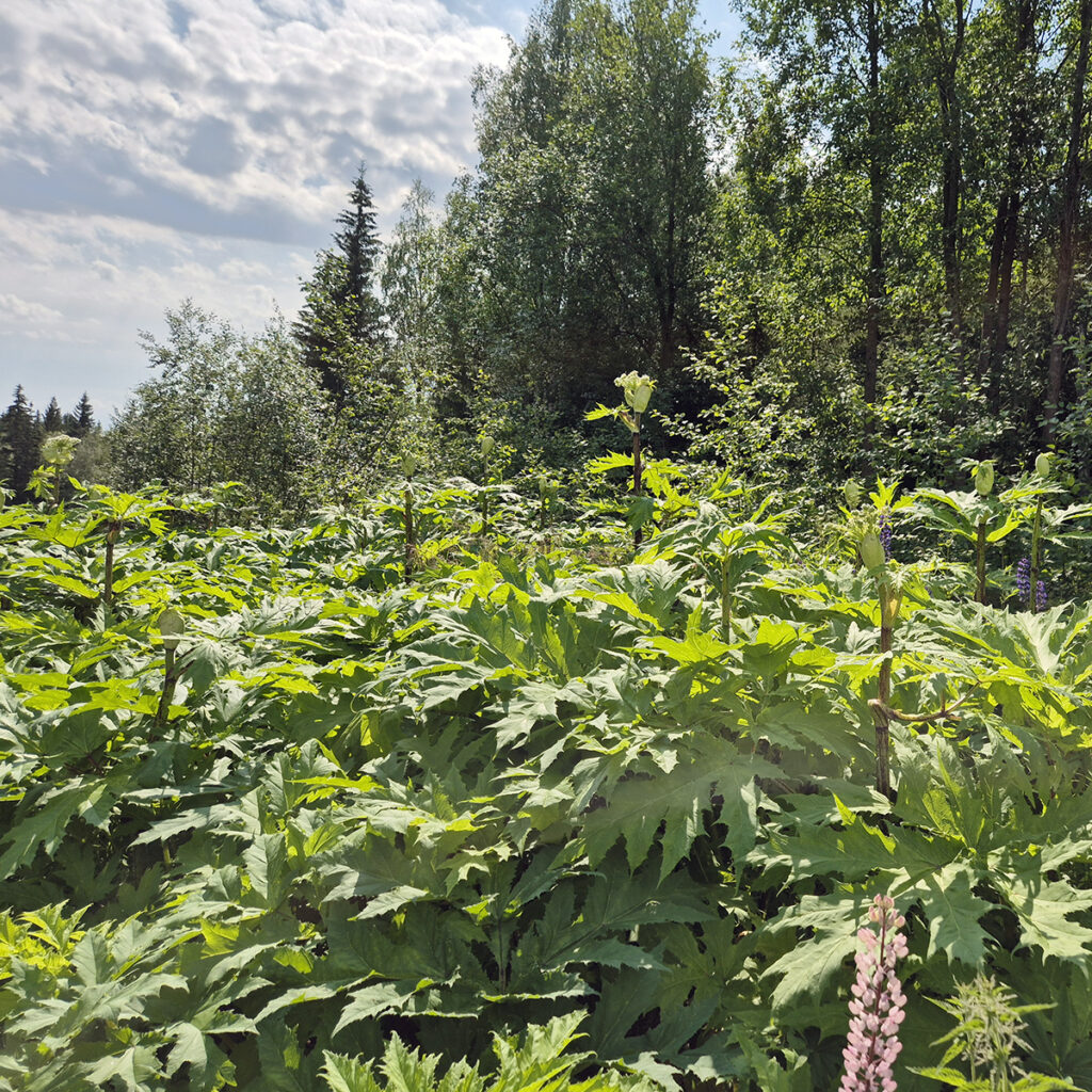 Metsän laidassa on iso esiintymä korkeita jättiputkia.