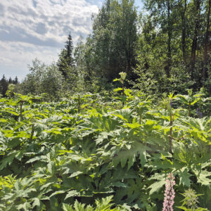 Metsän laidassa on iso esiintymä korkeita jättiputkia.