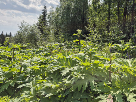 Metsän laidassa on iso esiintymä korkeita jättiputkia.