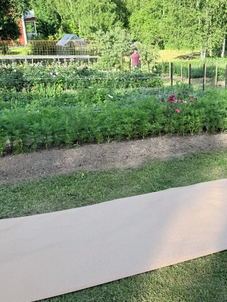 Kuva omakotitalon puutarhasta, johon on levitetty remonttipaperia kohopenkkiä varten. Puutarhassa kävelee mies.