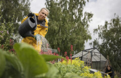 Keltatakkinen nainen kastelee kukkia. Takana näkyy kasvihuonetta.