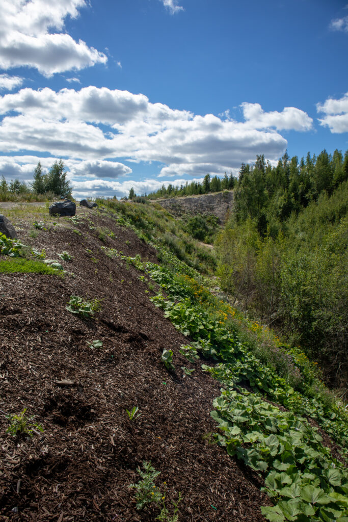 Kuvattuna jyrkkä metsään johtava rinne, jonka päällä on maanparannuskompostia sekä kasvillisuutta.
